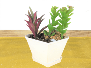 Heart Shaped Succulent Pot With Drainage Tray