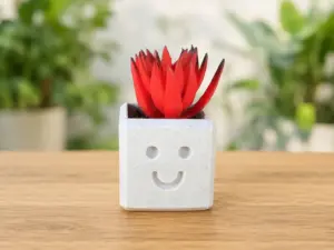 Smiley Face Succulent Planter