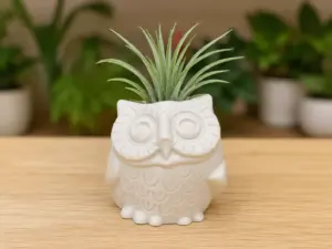 Smiling Owl Succulent Planter
