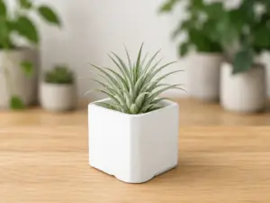 Triangle Succulent Planter