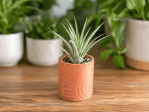 Bullseye Design Succulent Planter