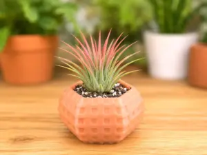 Honeycomb Succulent Planter