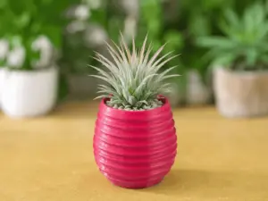Horizontals Succulent Planter