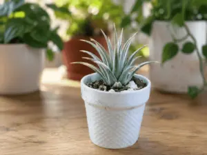 Pins Design Round Succulent Planter