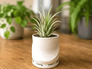 Round Succulent Planter With Feet and Drainage Tray