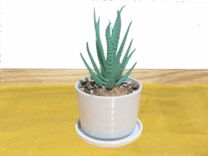 Round Succulent Pot With Drainage Tray