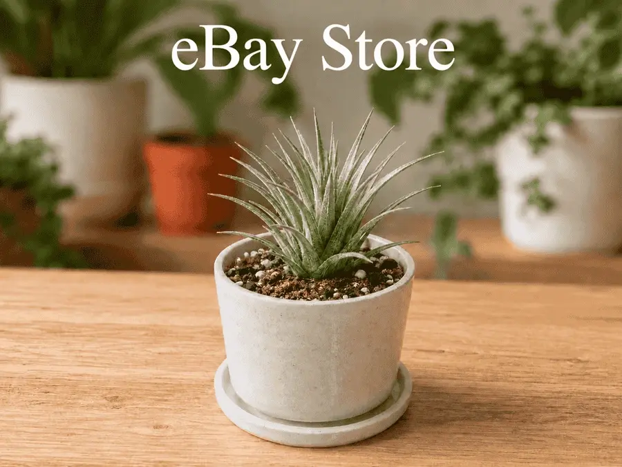 eBay Store